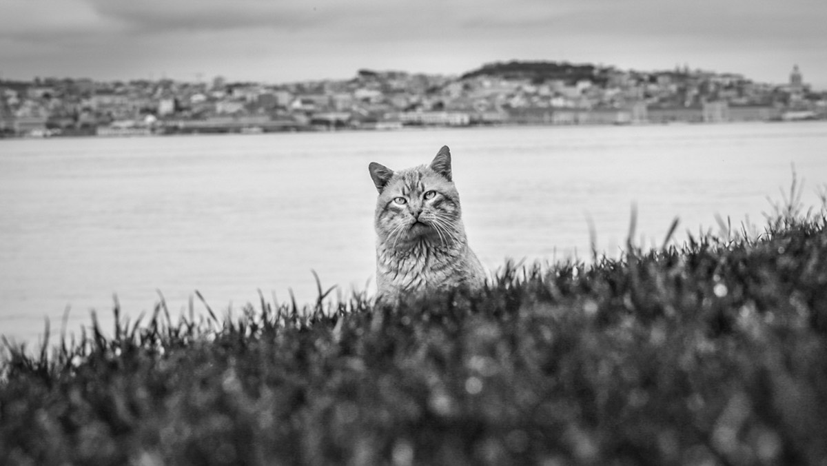 Esfinge