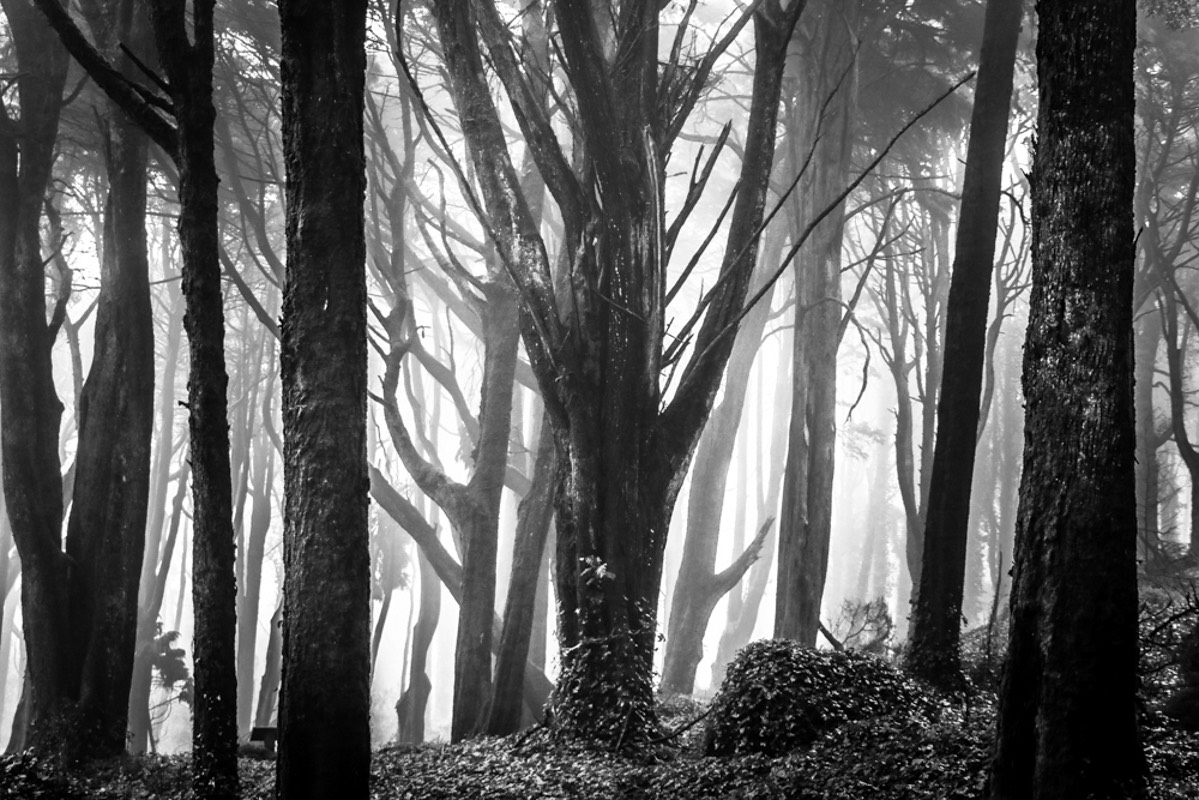 Into the Trees