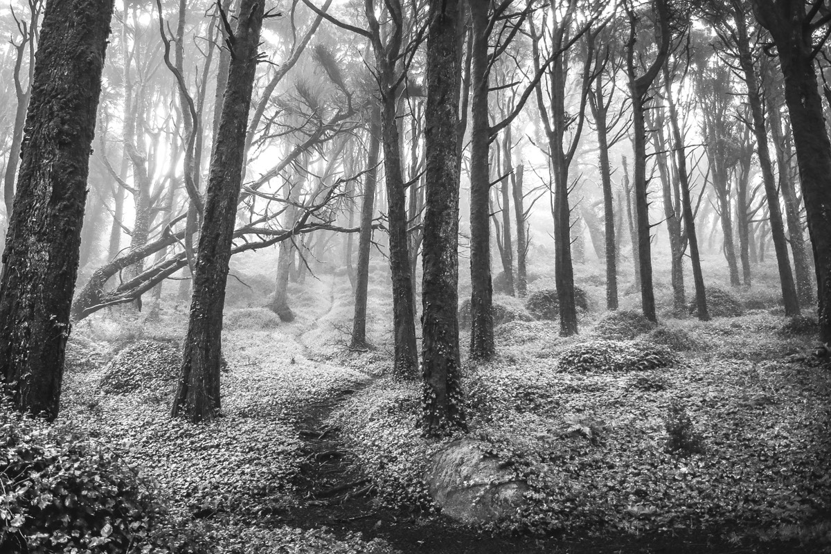 Into the Woods